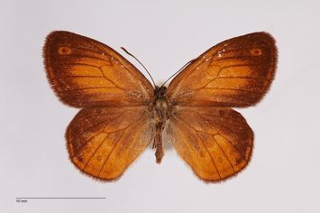 Vorschaubild Coenonympha arcania ab. nigricans Bubacek, 1923